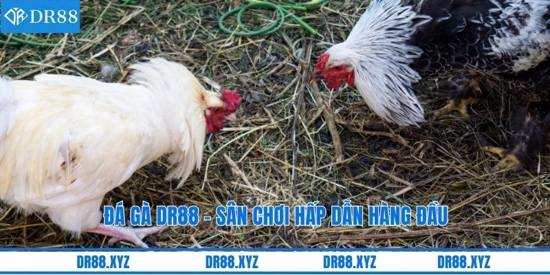 Đá gà DR88 - Sân chơi hấp dẫn hàng đầu