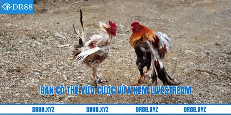 Bạn có thể vừa cược vừa xem livestream