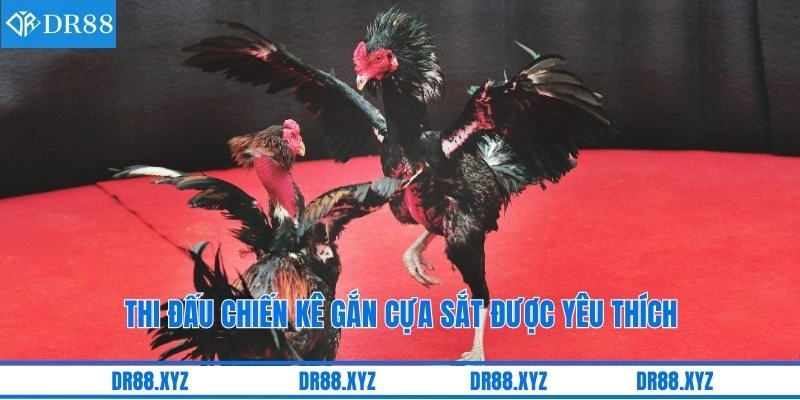 Thi đấu chiến kê gắn cựa sắt được yêu thích