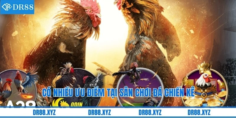 Có nhiều ưu điểm tại sân chơi đá chiến kê