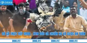 Đá gà trực tiếp DR88