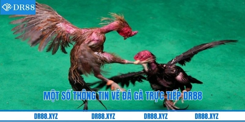 Một số thông tin về đá gà trực tiếp DR88