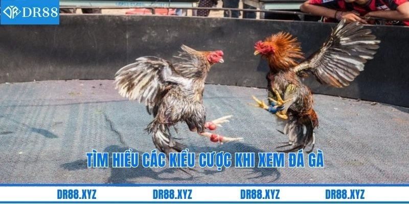 Tìm hiểu các kiểu cược khi xem đá gà